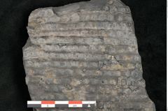 Foto (Detailansicht) von Sigillaria ornata Brongniart (NHMW-GEO-2024-0188-11077)
